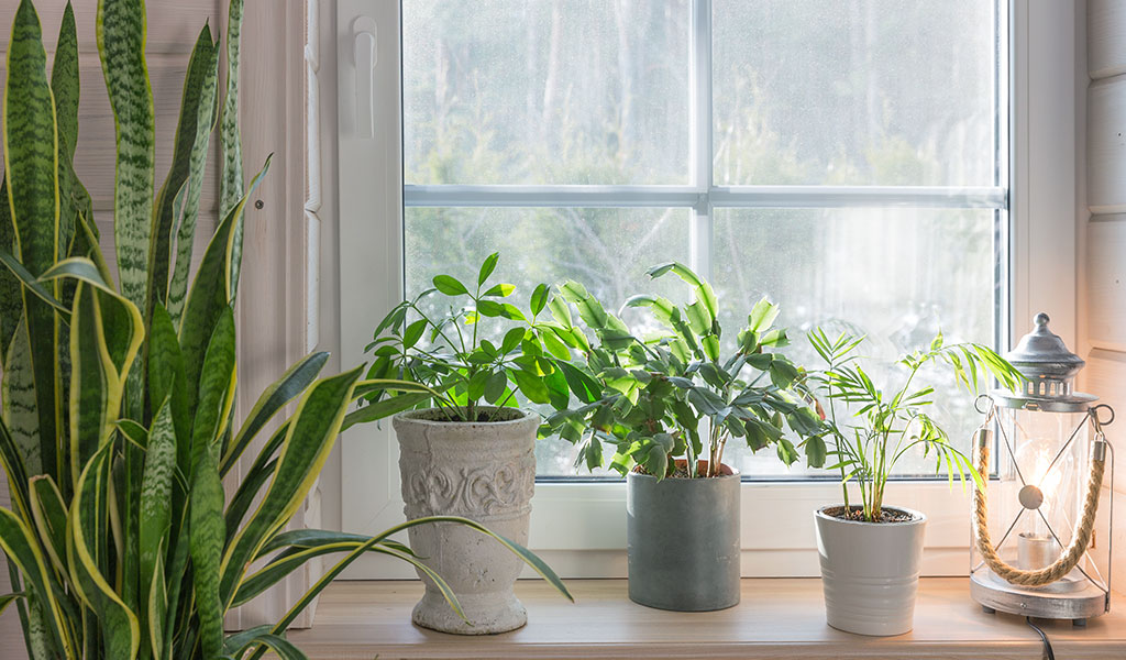 Incorporating Indoor Plants