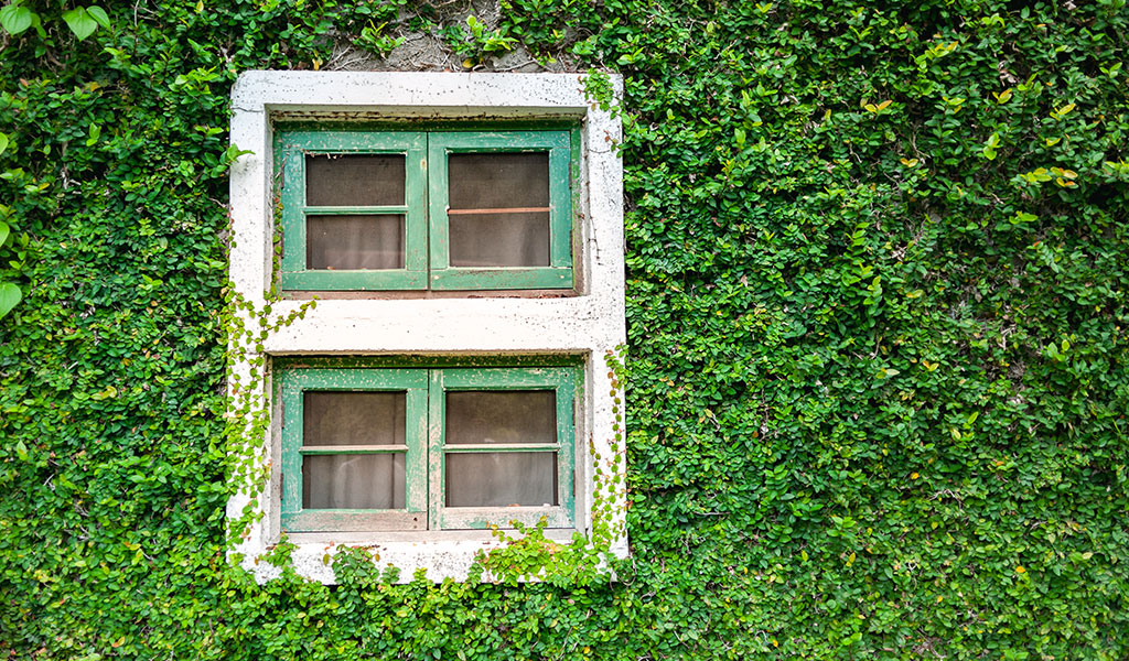 Tips to Green Your Home Windows