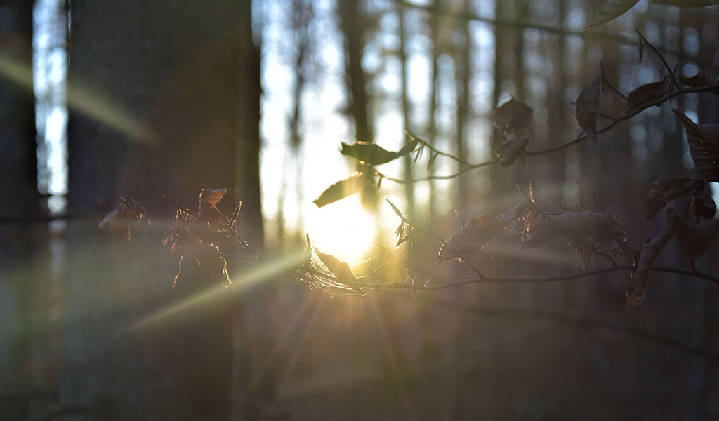 Harness Natural Light