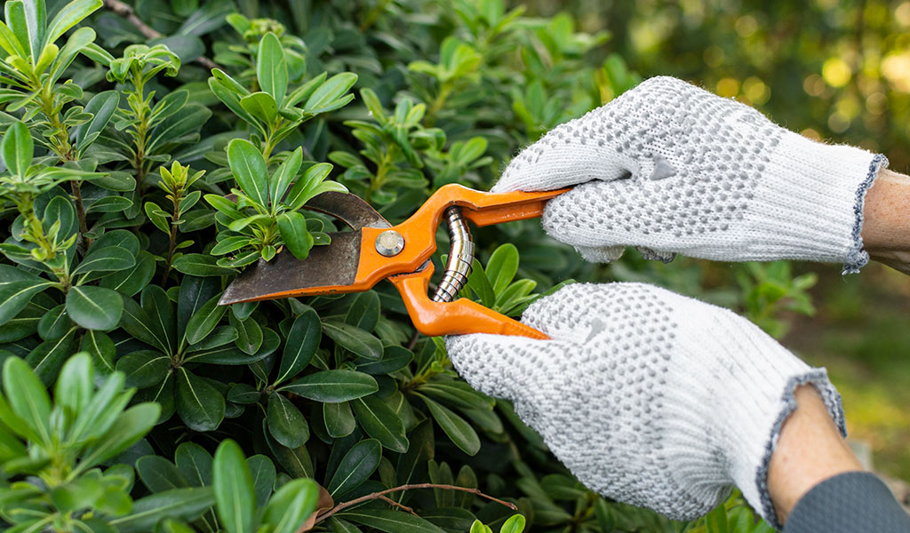 Trim Vegetation